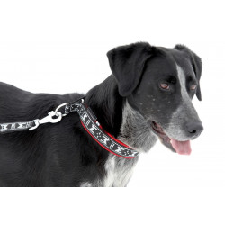 Collier rembourré résistant - série limitée