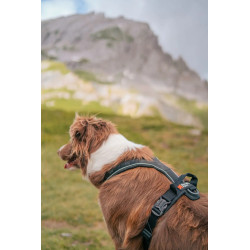 Harnais de promenade NON-STOP LINE HARNESS GRIP