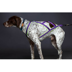 Harnais ACTICANI THUNDER Violet rembourrage Lemon