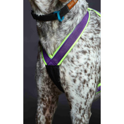 Harnais ACTICANI THUNDER Violet rembourrage Lemon