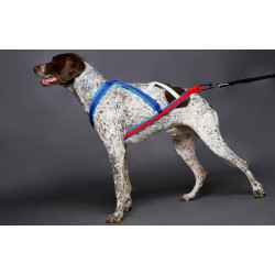 Harnais ACTICANI THUNDER bleu blanc rouge