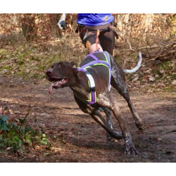 Harnais ACTICANI THUNDER Violet rembourrage Lemon