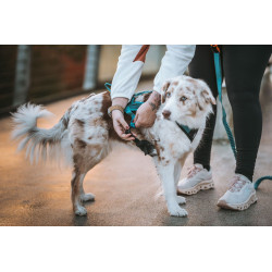 Non-stop "rush harness" - harnais de traction court