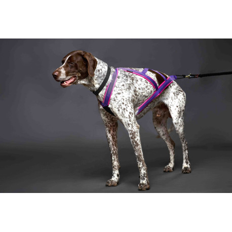 Pack Canivtt Acticani ROSE/VIOLET: Harnais+ligne+barre !