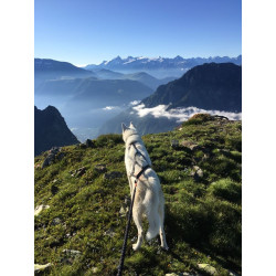 ligne courte canicross Lumac S