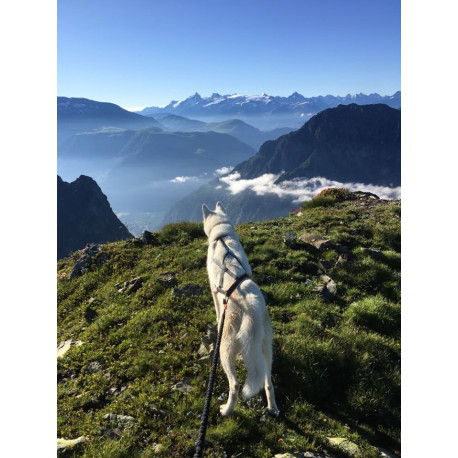 ligne courte canicross Lumac S
