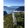 ligne courte canicross Lumac S