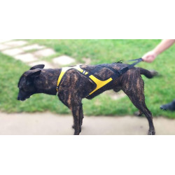 Pack canicross/canirando loisir