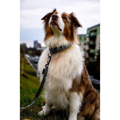 collier rembourré pour chien