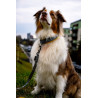 collier rembourré pour chien