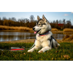collier rembourré pour chien