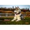 collier rembourré pour chien